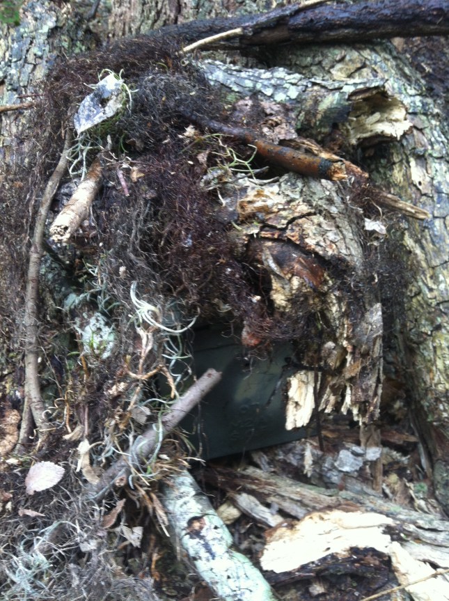 Can you see the Ammo Can hidden in the brush?!